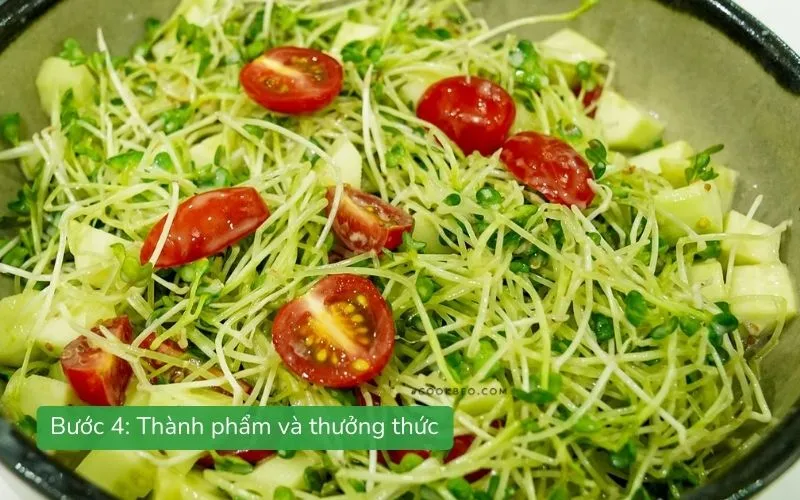 Salad rau mầm trộn giấm dưa chuột cà chua hoàn thiện, thanh mát