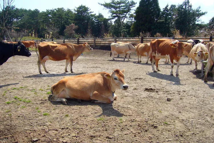 Miyazakigyu - nhà vô địch Wagyu Olympics với màu sắc thịt đẹp mắt
