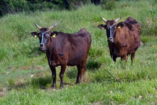 Kobe Beef - thương hiệu wagyu nổi tiếng toàn cầu với tiêu chuẩn nghiêm ngặt
