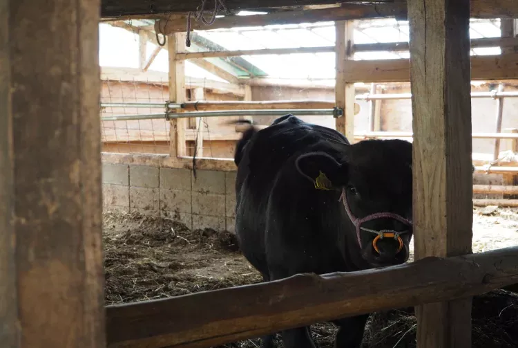 Hitachigyu - wagyu từ vùng trồng lúa lâu đời với vân mỡ cân đối