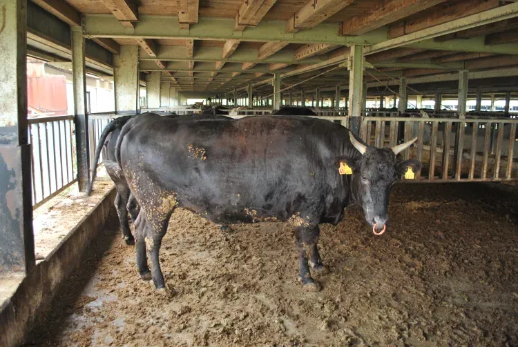 Matsusaka Ushi - thịt bò wagyu cao cấp từ bò cái trinh với vân mỡ tinh xảo