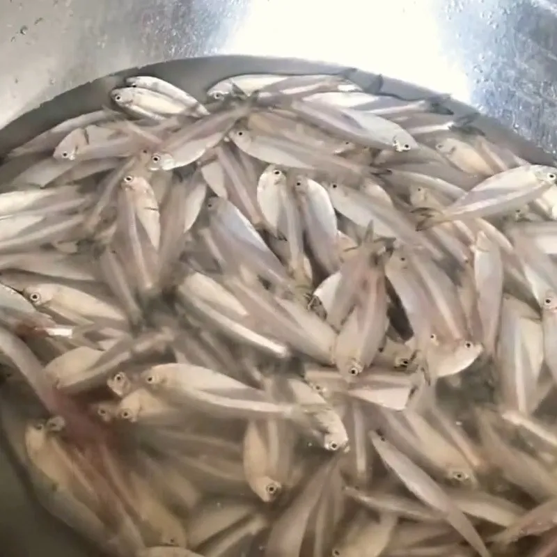 Cá mai sau khi được làm sạch đầu và ruột sẵn sàng cho việc nấu canh