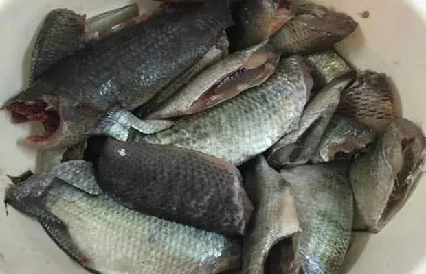 Sơ chế cá rô đồng sạch sẽ