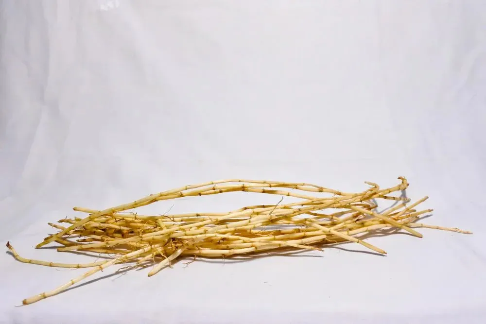 Thành phần hóa học của rễ cỏ tranh và ứng dụng