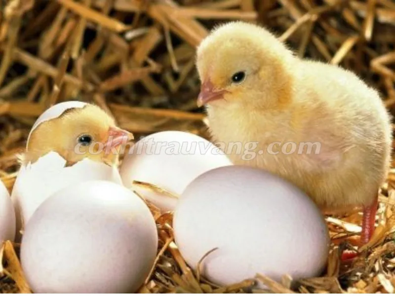 Gà con ăn cám viên