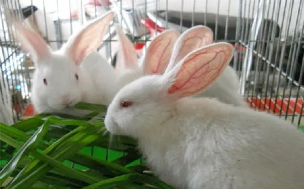 Thịt thỏ làm sạch đảm bảo vệ sinh an toàn thực phẩm