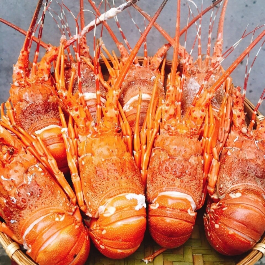 Thức Ăn Của Tôm Hùm: Khám Phá Chế Độ Dinh Dưỡng Đa Dạng Từ Đại Dương Đến Bàn Ăn