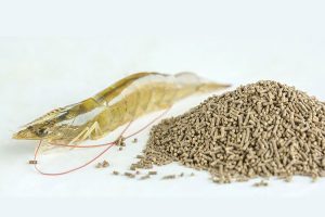 Thức Ăn Của Tôm Là Gì? Hướng Dẫn Toàn Diện Để Tôm Phát Triển Khỏe Mạnh