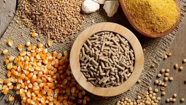 Thức Ăn Tinh Là Gì? Giải Mã Vai Trò Quan Trọng Trong Chăn Nuôi Hiện Đại