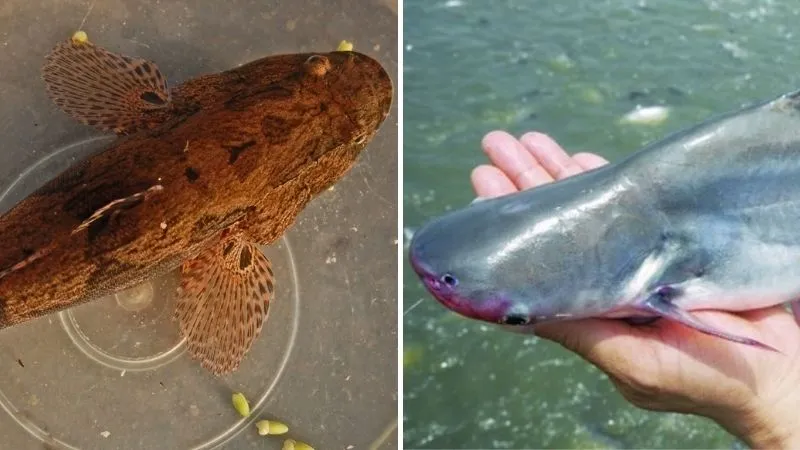 Các loại cá nước ngọt và nước mặn phổ biến dùng trong nhà hàng