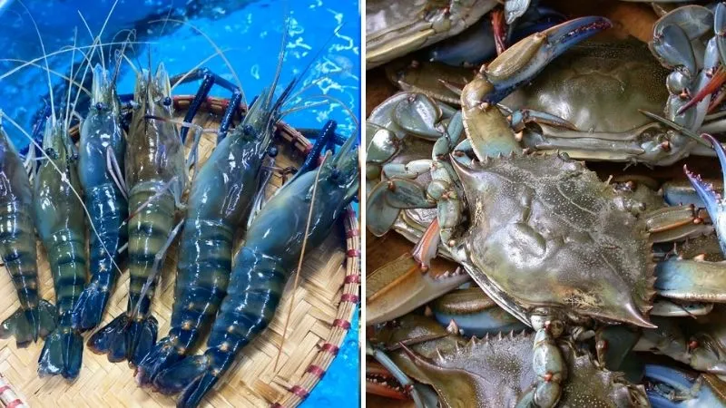 Nhóm giáp xác như tôm và cua biển đạt chuẩn tươi sống