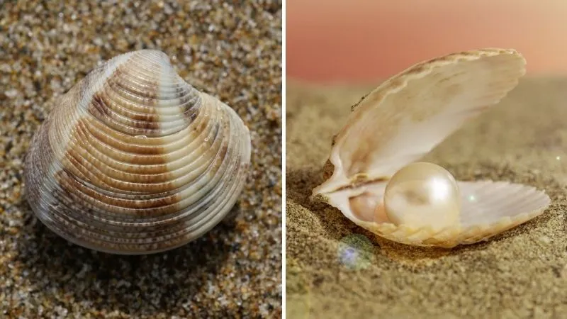 Động vật thân mềm nghêu sò hàu cho món canh hải sản Hàn Quốc