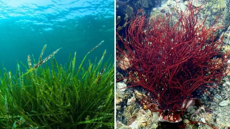 Rong biển và vi tảo cung cấp nguồn dinh dưỡng dồi dào