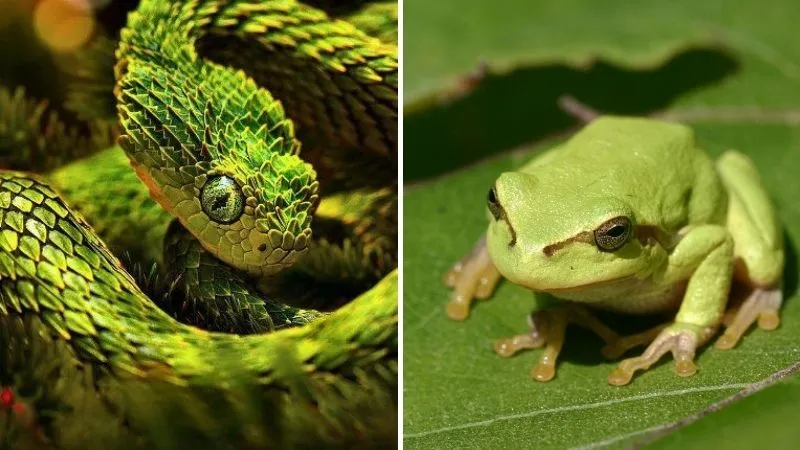 Nhóm bò sát và lưỡng cư trong danh mục thủy sản