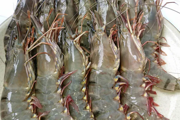 Tôm tươi loại 1 dùng để nấu canh rau má thay cho thịt bò.