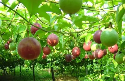 Kỹ Thuật Trồng Chanh Dây Toàn Diện: Từ Giống Đến Thu Hoạch