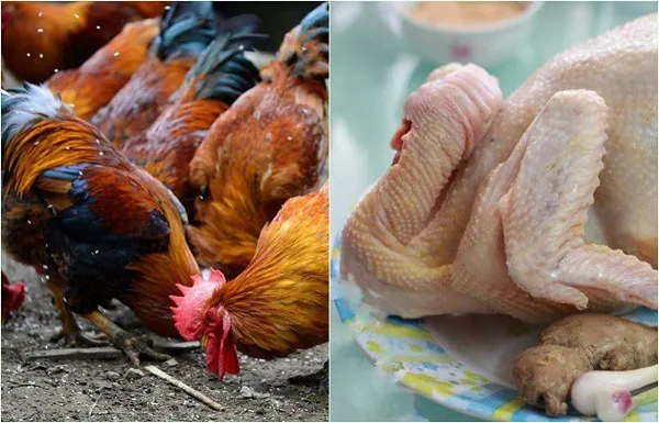 Chọn thịt gà ta để món đông thêm ngọt và thơm