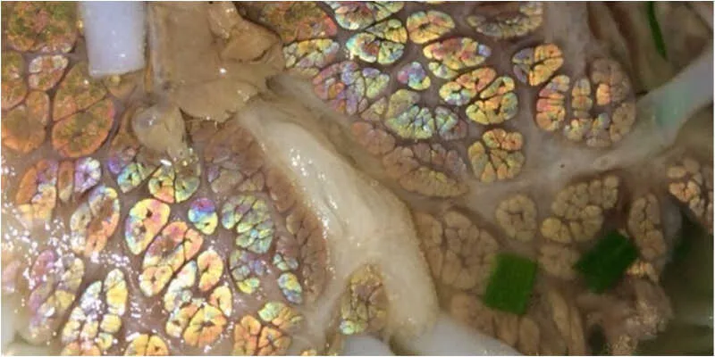 Cấu trúc sợi cơ thịt bò tạo hiện tượng nhiễu xạ ánh sáng